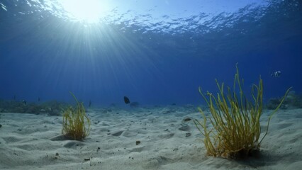 a photograph of an underwater view of a sandy seabed with sea grass and fish swimming in the water