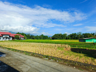 view of yellow rice fields
