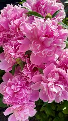 beautiful pink big peony