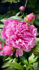 beautiful pink big peony