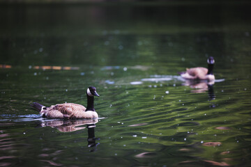 Canadian Geese Swimming Peacefully on a Tranquil Lake