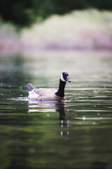 Canada Goose Gliding Gracefully on a Serene Lake