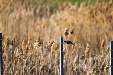 red winged black bird perched on barbed wire fence