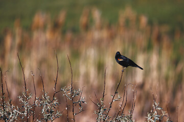red winged black bird perched on a branch, close up