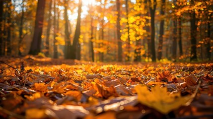 Autumn Forest Floor Sunlight Through Trees