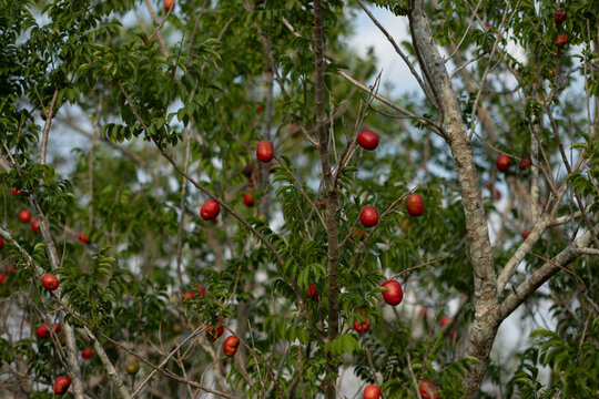 Jocote fruit in the tree (Spondias purpurea)