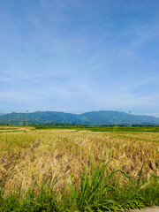 view of yellow rice fields