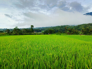 green field and blue sky in morning 