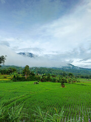 Beautiful view of green rice fields with mountains and clouds in the morning