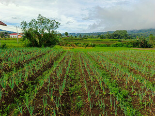 view of agricultural fields in the cool morning