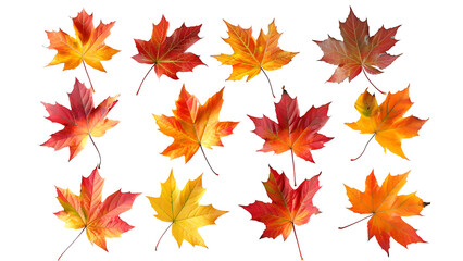 Yellow maple leaf set isolated transparent background.