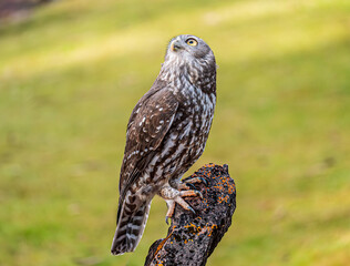 Barking Owl Perched On Rocky Outcrop