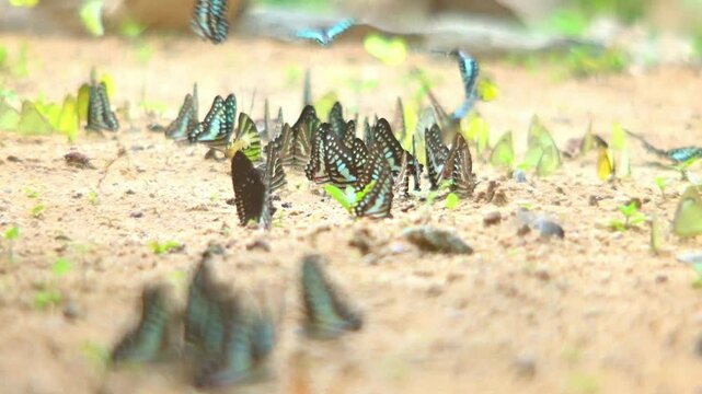 Butterflies come out of the forest in large flocks to feed on the salt licks in Pang Sida National Park, Thailand.