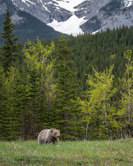 Grizzly Bear Grazing In A Grassy Area In Front Of The Forest With Snow Covered Glacier Mountains In The  Background.