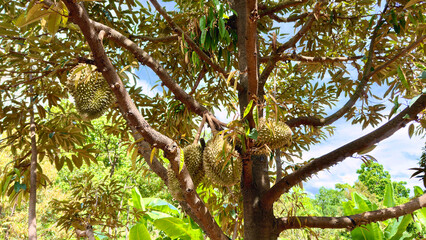 Focus shot of grow Thai durian king of fruit on tree in the authentic farm environment with tree and blue sky in the background