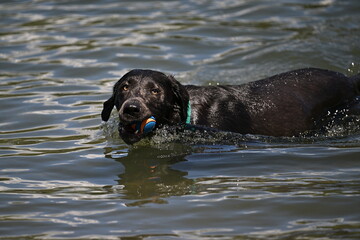 dog playing in water