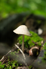 mushroom in the forest