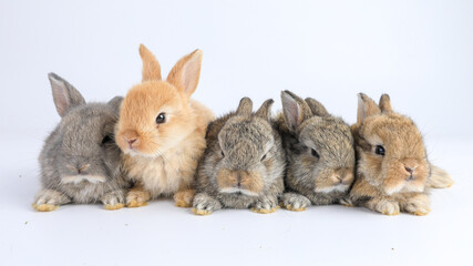 Group of healthy Lovely bunny easter fluffy rabbits, Many color baby rabbit on posing on white...