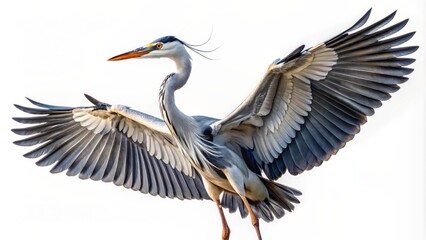 Fototapeta premium Large majestic gray heron standing alone on transparent background with outstretched wings and sharp talons ready to strike prey.