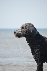 A grey Australian Labradoodle frolicking in the water at a sunny beach.