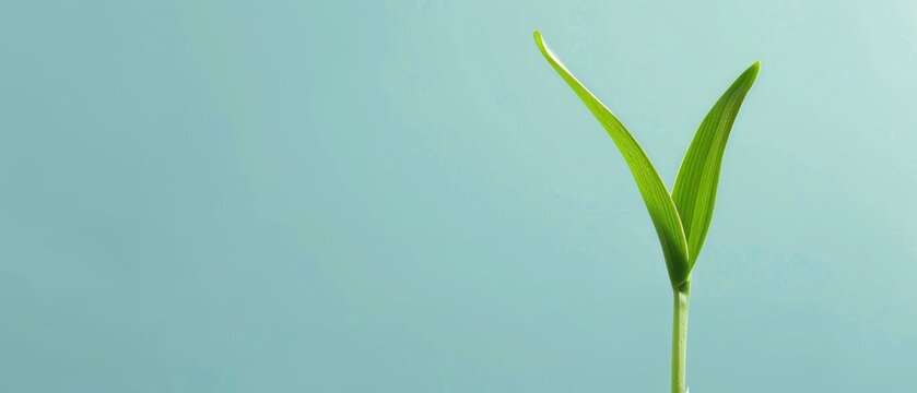 Minimalistic image of a green grass shoot sprouting, clean and simple, highlighting natural growth, clear and unobtrusive background