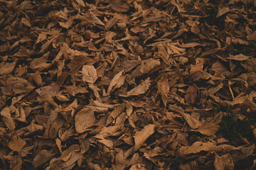 Dried leaves