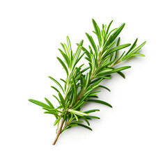 Branch of rosemary on white background. 