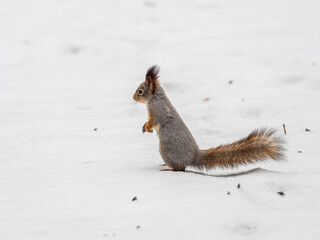 The squirrel funny standing on its hind legs on the white snow