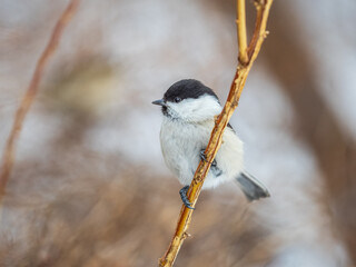 Cute bird the willow tit, song bird sitting on a branch without leaves in the winter.