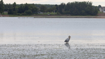 Great Blue heron bird  eating fish 