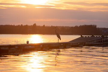 Great Blue heron bird waits on dock during sunset golden hour 