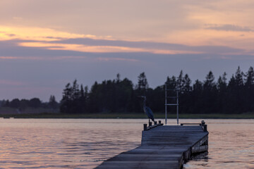 Great Blue heron bird waits on dock at blue hour 