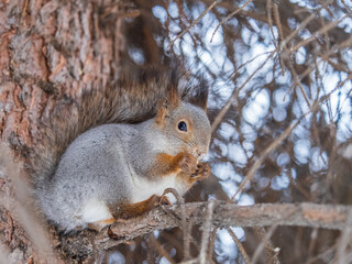 The squirrel with nut sits on tree in the winter or late autumn