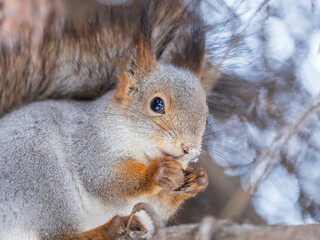 The squirrel with nut sits on tree in the winter or late autumn