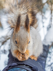 Fototapeta premium Squirrel eats nuts from a man's hand. Caring for animals in winter or autumn.