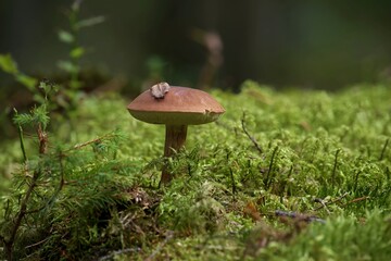 Imleria badia mushroom in low angle view