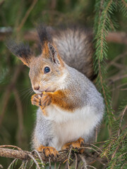The squirrel with nut sits on tree in the winter or late autumn