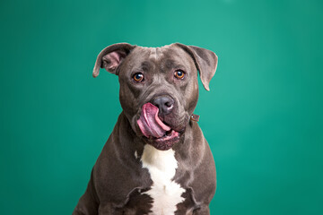cute dog on an isolated background in a studio shot