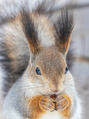 The squirrel with nut sits on tree in the winter or late autumn