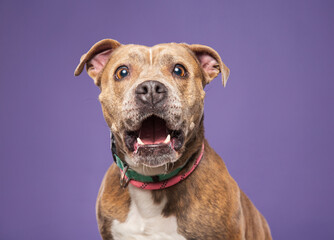 cute dog on an isolated background in a studio shot