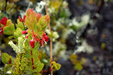 Natural plant in Hawaii Volcanoes National Park, protects some of the most unique geological, biological, and cherished cultural landscapes in the world