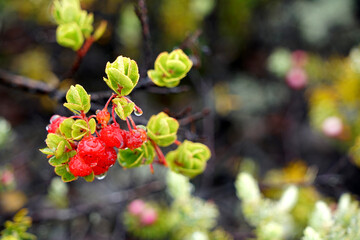 Natural plant in Hawaii Volcanoes National Park, protects some of the most unique geological, biological, and cherished cultural landscapes in the world