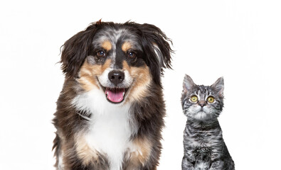 cute dog on an isolated background