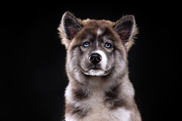cute dog on an isolated background in a studio shot