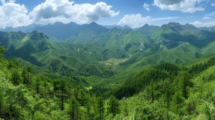 Obraz premium Mountains with Dense Forests