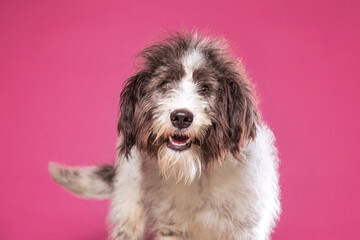 cute dog on an isolated background in a studio shot