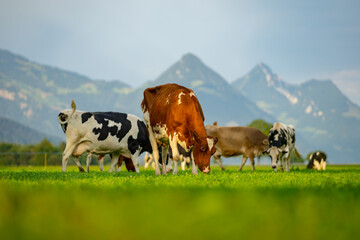 Cows are grazing on a meadow. Cattle cow pasture in a green field. Dairy cattle at pasture on hill...