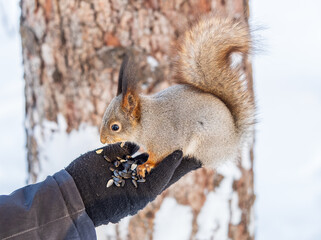 Squirrel eats nuts from a man's hand. Caring for animals in winter or autumn.