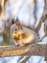 Obraz premium The squirrel with nut sits on tree in the winter or late autumn