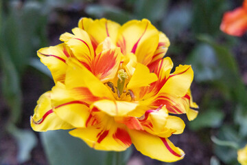 Yellow Tulip Blossoming in the Spring Season in a beautiful outdoor Community Garden in New York City